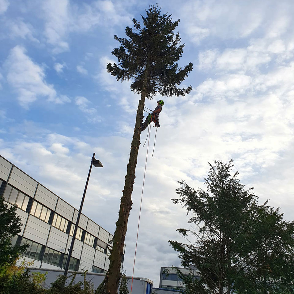 Jonas Schlieker, Blumenhaus Schlieker, Bild zu Baumfällung und Baumrodung