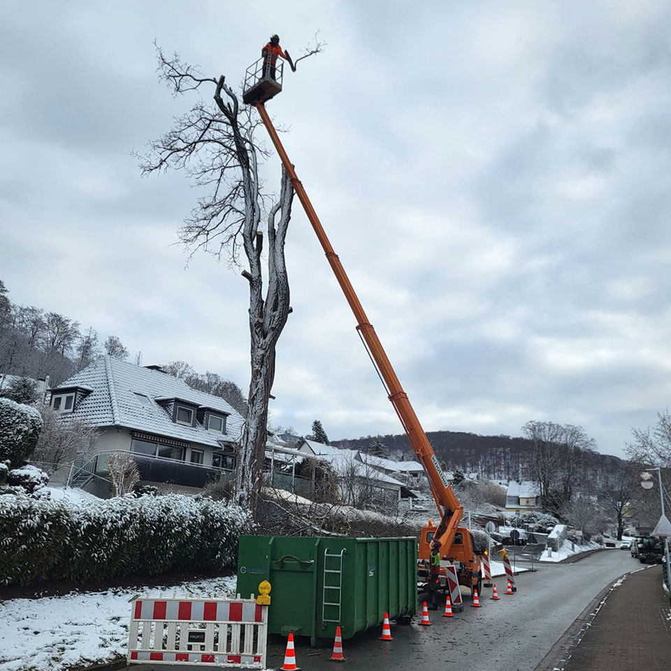 Jonas Schlieker, Blumenhaus Schlieker, Bild zu Baumfällung und Baumrodung