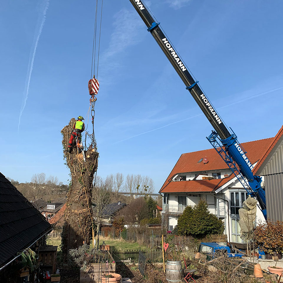 Jonas Schlieker, Blumenhaus Schlieker, Bild zu Baumfällung und Baumrodung