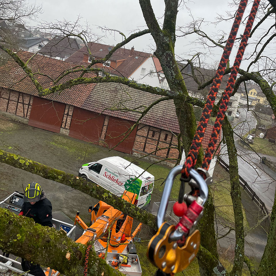 Jonas Schlieker, Blumenhaus Schlieker, Bild zu Baumfällung und Baumrodung