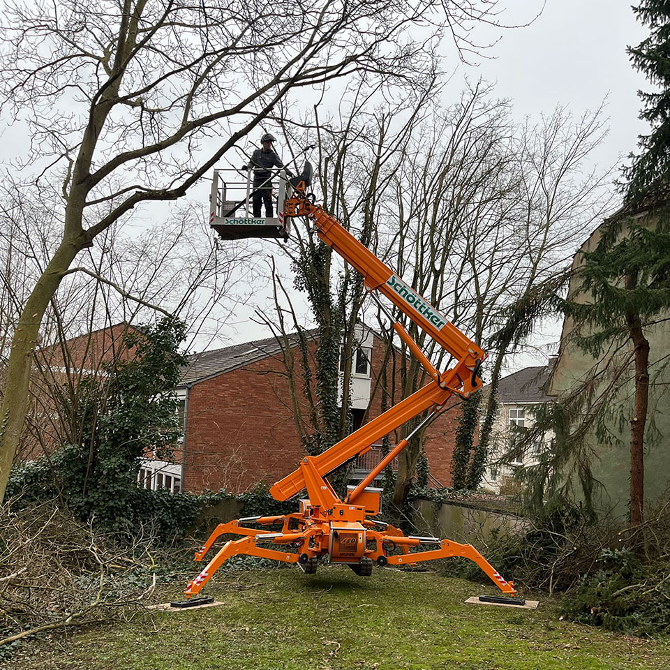 Jonas Schlieker, Blumenhaus Schlieker, Bild zu Baumfällung und Baumrodung
