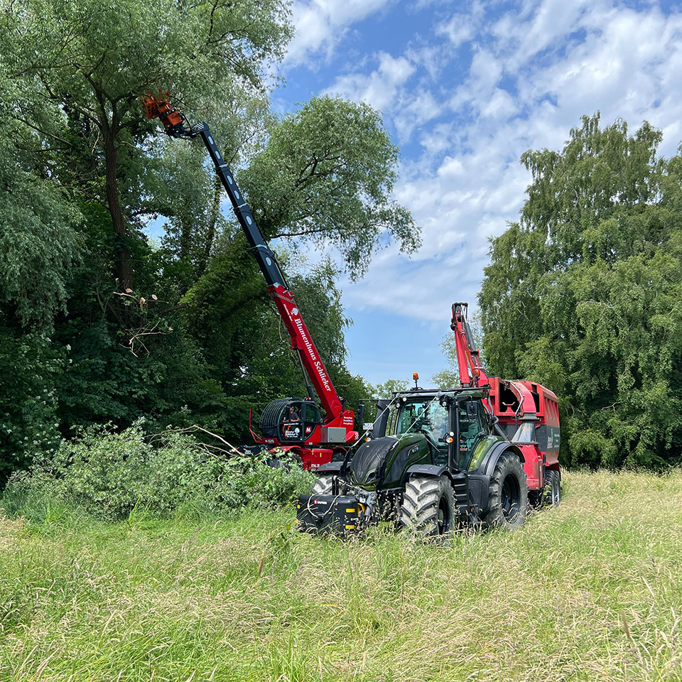 Jonas Schlieker, Blumenhaus Schlieker, Bild zu Baumfällung und Baumrodung