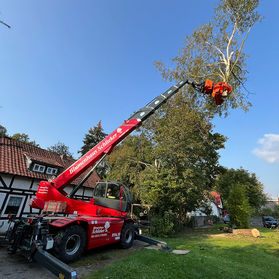 Jonas Schlieker, Blumenhaus Schlieker, Bild zu Baumfällung und Baumrodung