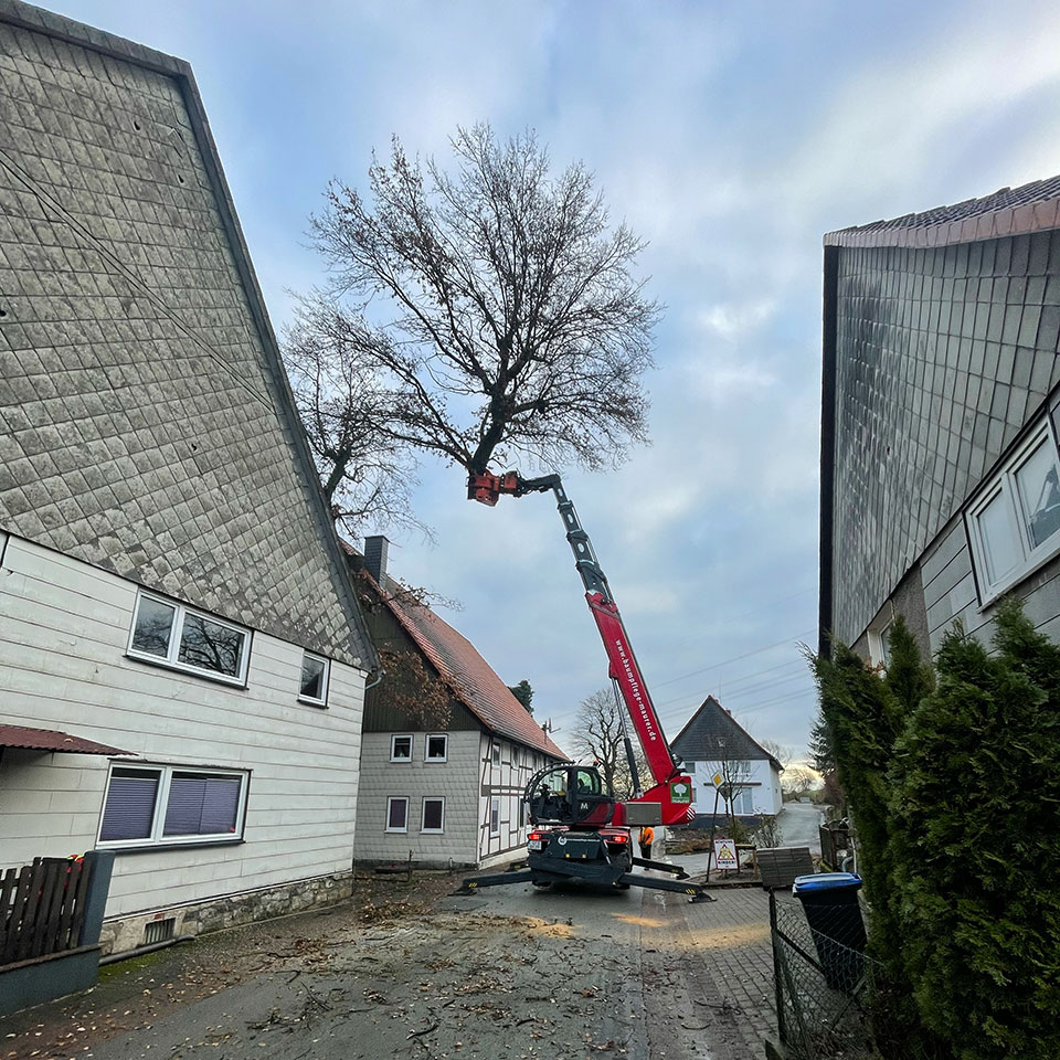 Jonas Schlieker, Blumenhaus Schlieker, Bild zu Baumfällung und Baumrodung