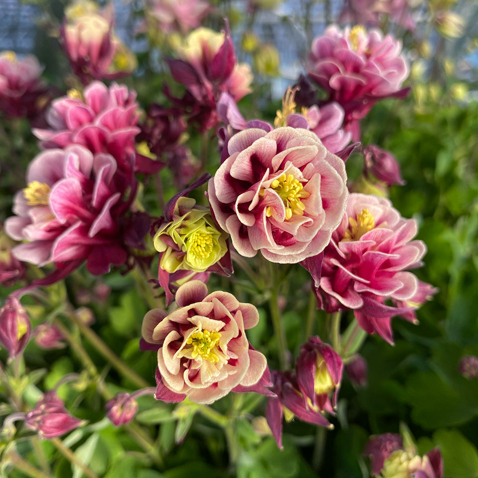 Blumenhaus Schlieker, Bild Gärtnerei Lügde Baumschule, Sträucher, Bodendecker, Kletterpflanzen