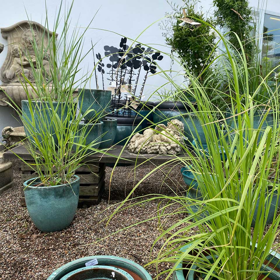 Blumenhaus Schlieker, Bild Gärtnerei Lügde Baumschule, Sträucher, Bodendecker, Kletterpflanzen