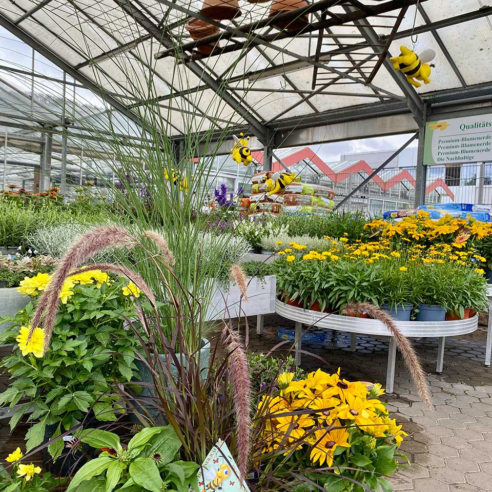 Blumenhaus Schlieker, Bild Gärtnerei Lügde Baumschule, Sträucher, Bodendecker, Kletterpflanzen