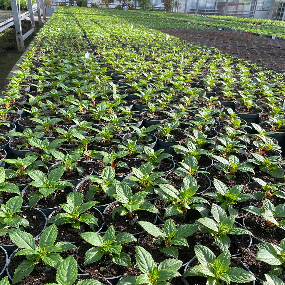 Blumenhaus Schlieker, Bild Gärtnerei Lügde Gewächshaus Eigenproduktion Sommerpflanzen, Herbstbepflanzung, Bodendecker, Stauden
