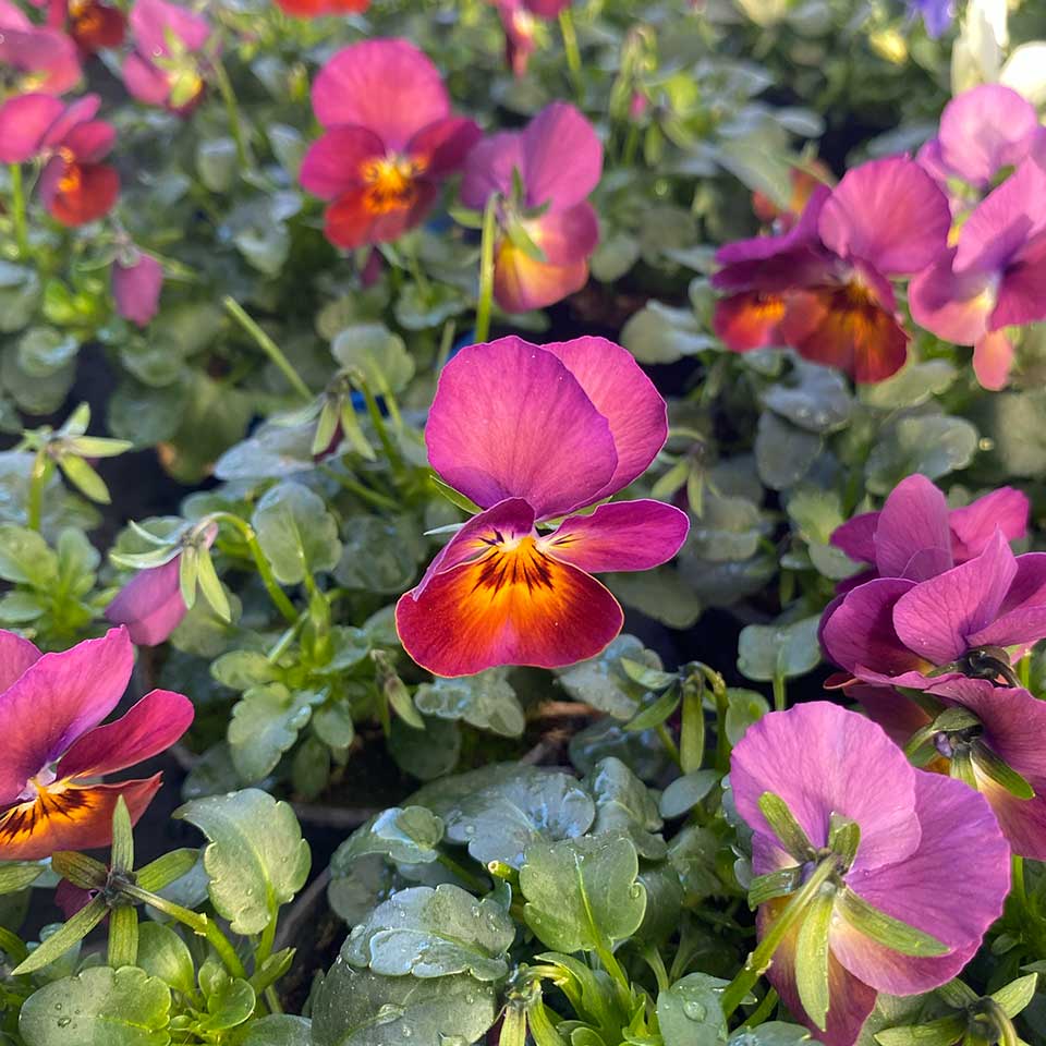 Blumenhaus Schlieker, Bild Gärtnerei Lügde Gewächshaus Eigenproduktion Sommerpflanzen, Herbstbepflanzung, Bodendecker, Stauden