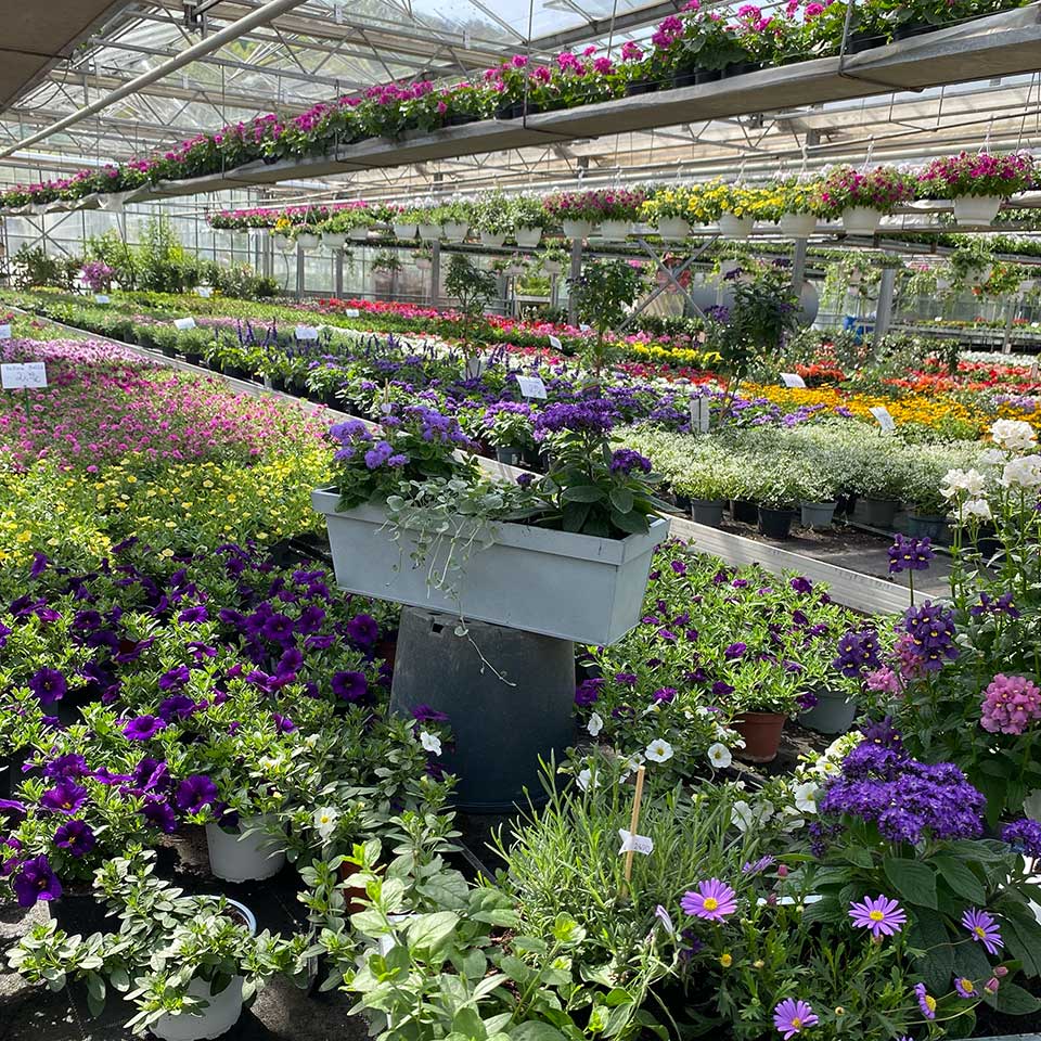 Blumenhaus Schlieker, Bild Gärtnerei Lügde Gewächshaus Eigenproduktion Sommerpflanzen, Herbstbepflanzung, Bodendecker, Stauden