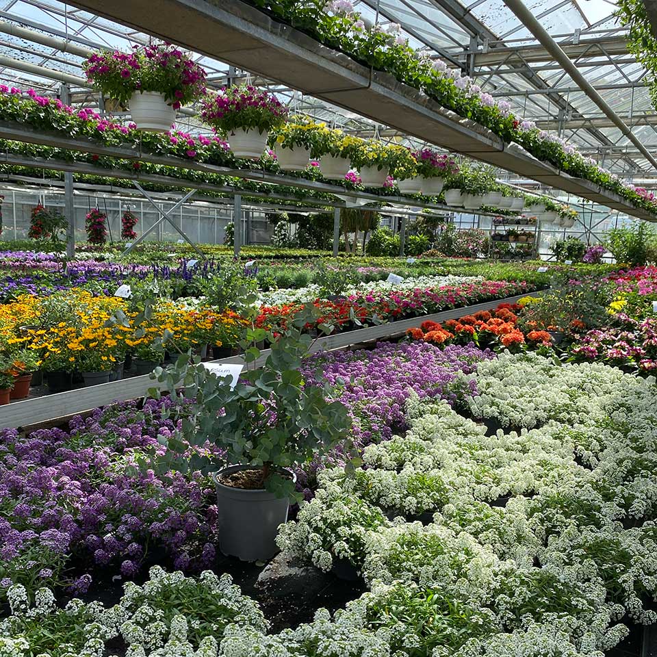 Blumenhaus Schlieker, Bild Gärtnerei Lügde Gewächshaus Eigenproduktion Sommerpflanzen, Herbstbepflanzung, Bodendecker, Stauden