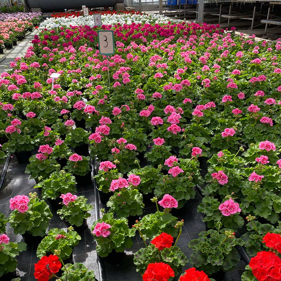 Blumenhaus Schlieker, Bild Gärtnerei Lügde Gewächshaus Eigenproduktion Sommerpflanzen, Herbstbepflanzung, Bodendecker, Stauden