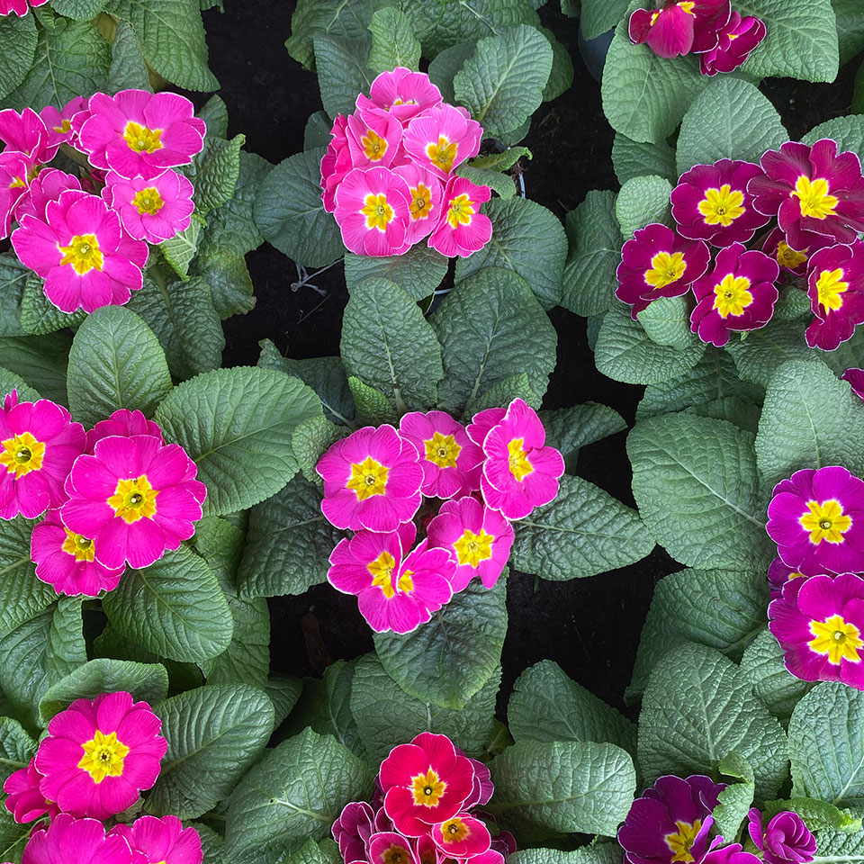 Blumenhaus Schlieker, Bild Gärtnerei Lügde Gewächshaus Eigenproduktion Sommerpflanzen, Herbstbepflanzung, Bodendecker, Stauden